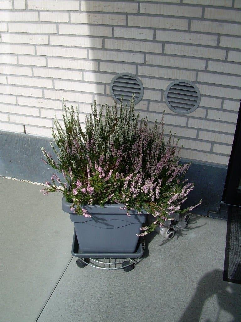 bloempot met heideplantjes, Tuin en Terras, Ophalen, Kunststof, Gebruikt, Binnen