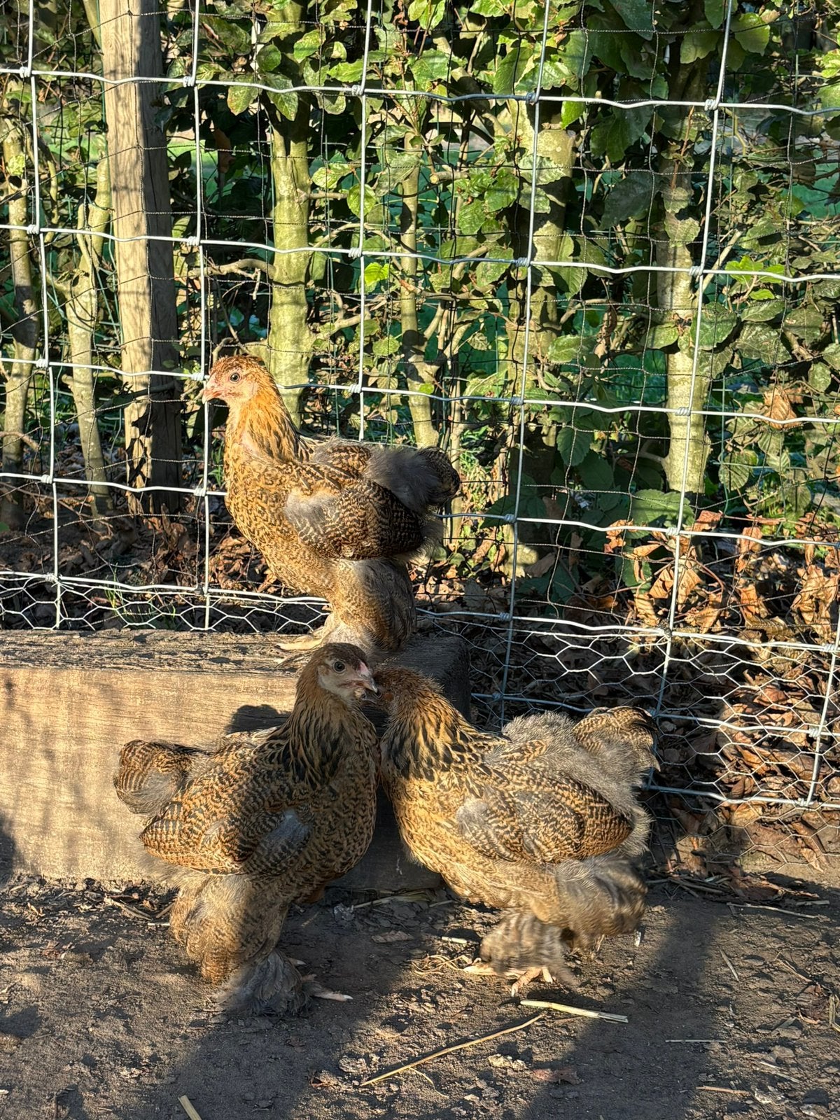 Jonge brahma goudpatrijs hennen, Dieren en Toebehoren