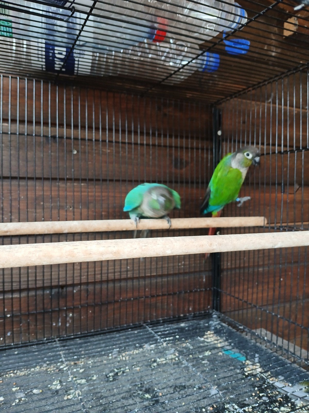 Koppel Pyrrhuras molinae en blauwe man, Dieren en Toebehoren