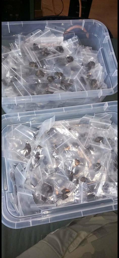 Fossielen brachiopoden, kleine prijsjes voor handelaren, Collections, Enlèvement