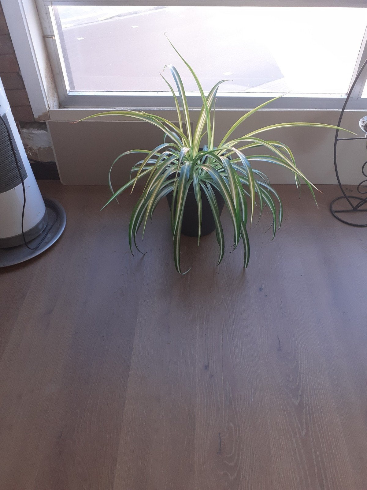 Kamerplant, Tuin en Terras, Ophalen