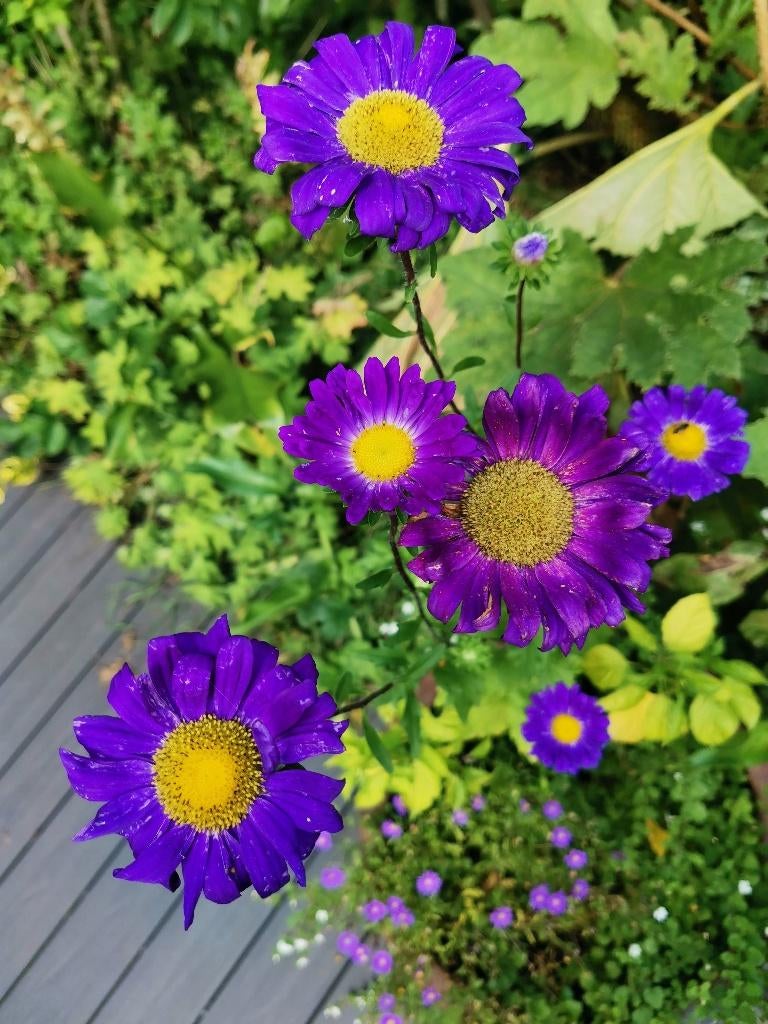 15 graines d'asters chinois - Calistephus, Jardin & Terrasse, Bulbes & Semences, Graine, Printemps, Envoi