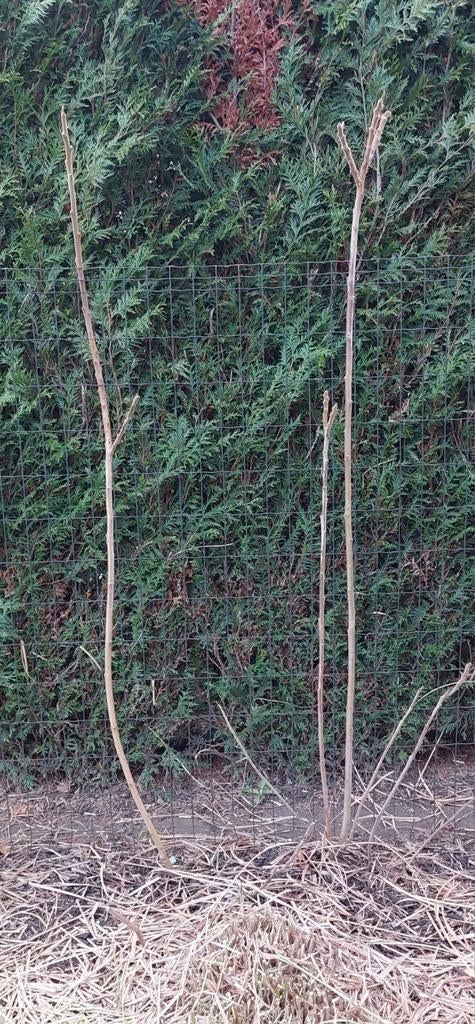 Fluweelboom rechts, Ophalen