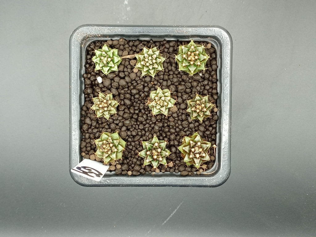 Gymnocalycium mihanovichi GS1, Maison & Meubles, Plantes d'intérieur, En pot, Plein soleil, Moins de 100 cm, Enlèvement