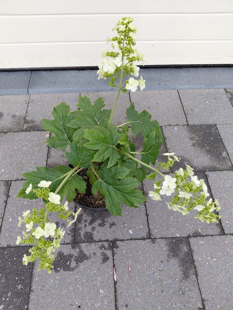 Hydrangea Snowqueen, Tuin en Terras, Ophalen, Halfschaduw