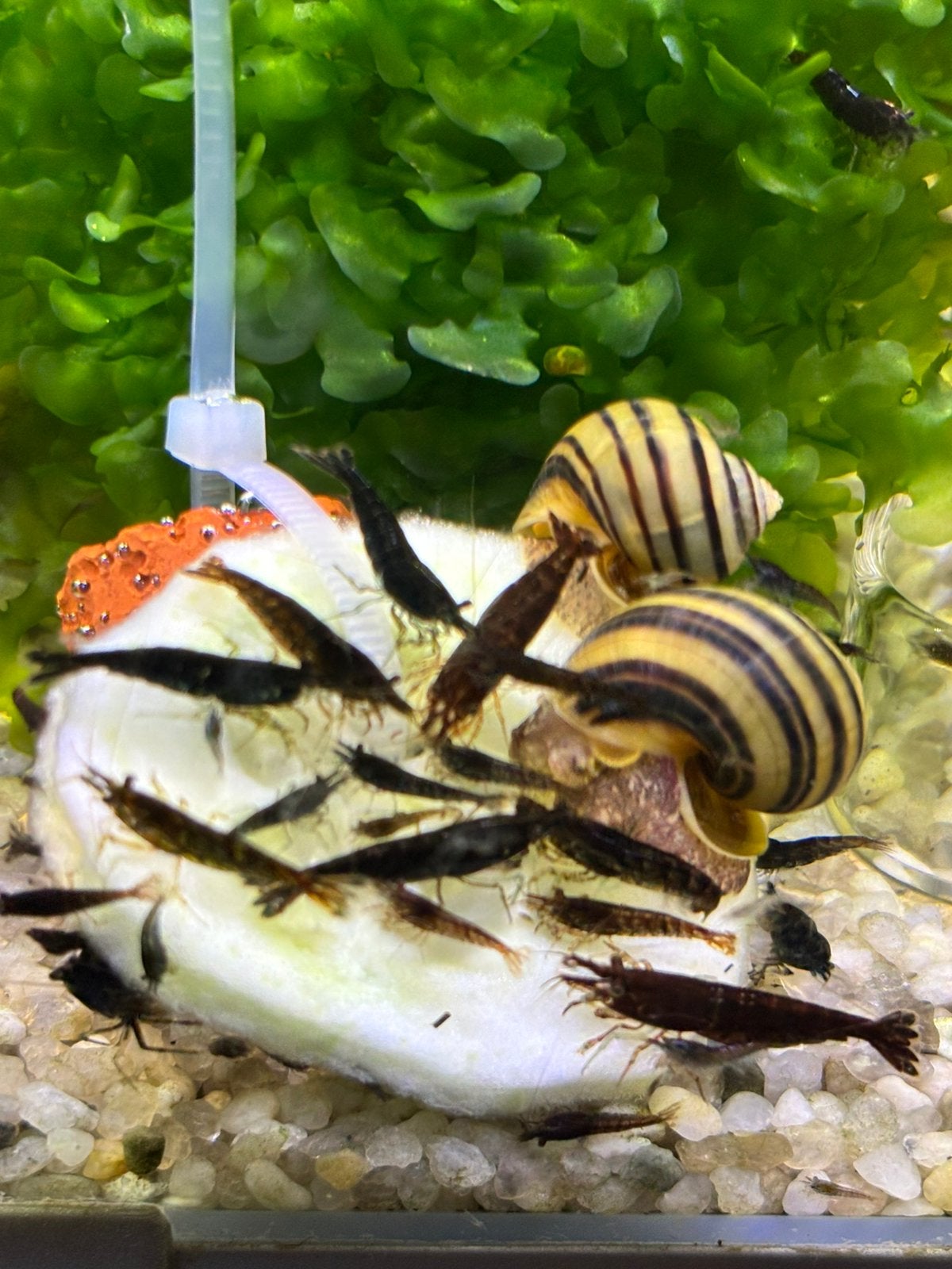 Asolene Spixii – Dwerg Appelslak - Zebra Appelslak, Dieren en Toebehoren, Vissen | Aquariumvissen, Zoetwatervis, Slak of Weekdier