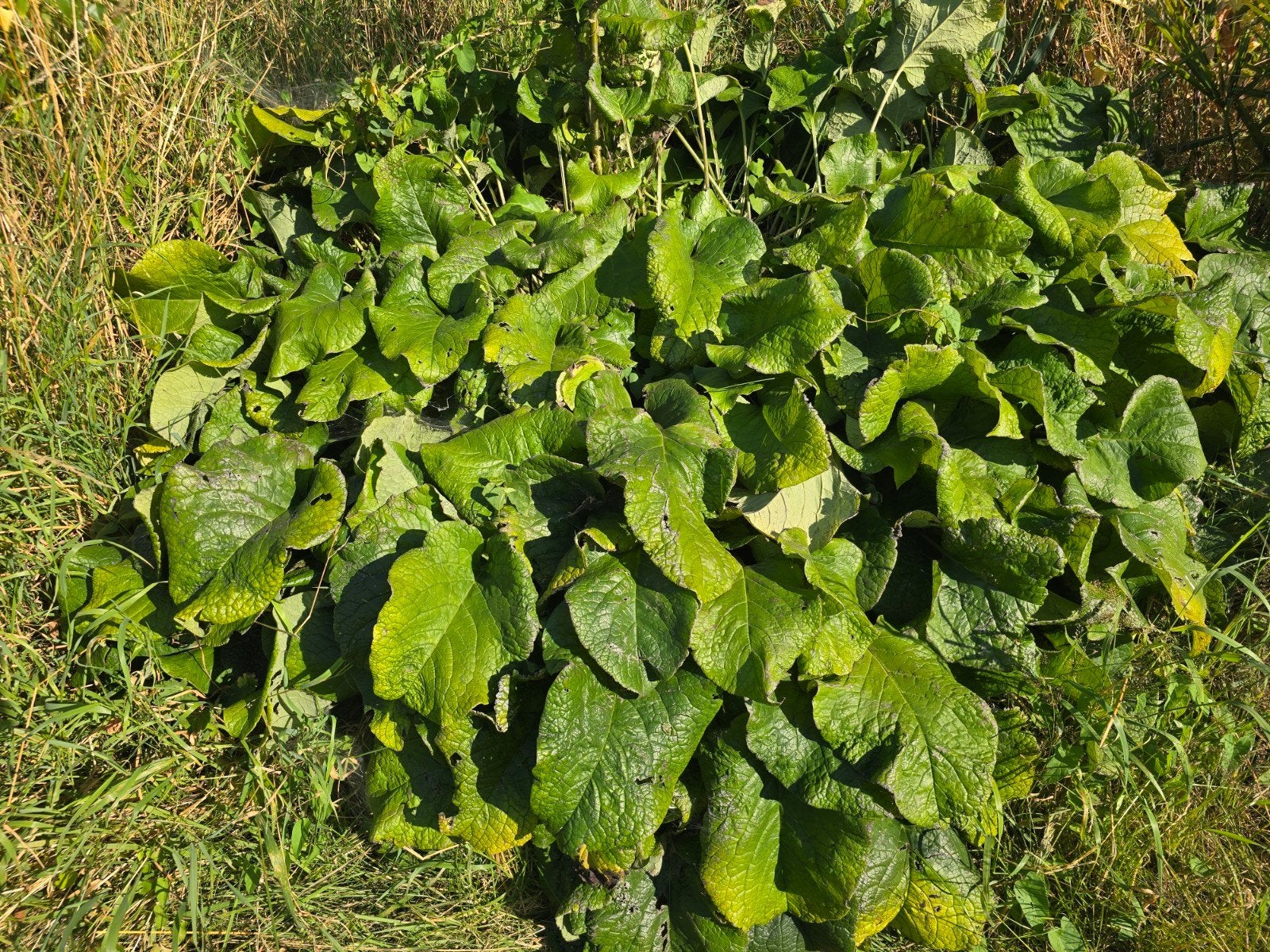Trachystemon orientalis, Enlèvement