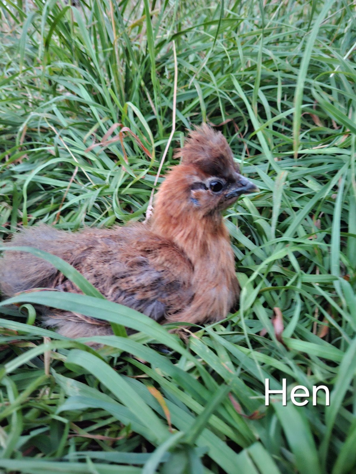 Jonge zijdehoenders, Dieren en Toebehoren, Pluimvee, Meerdere dieren, Kip