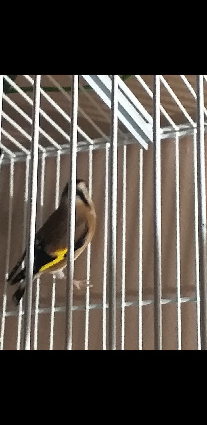 Parva