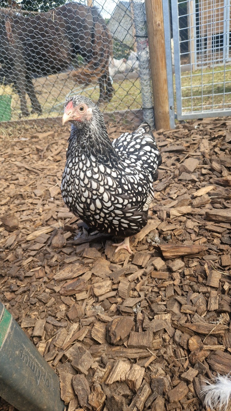 Wyandotte Kriel, Dieren en Toebehoren
