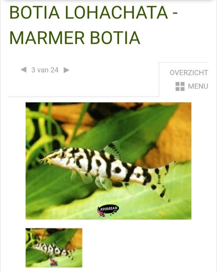 Botia Lohachata marmer, Ophalen
