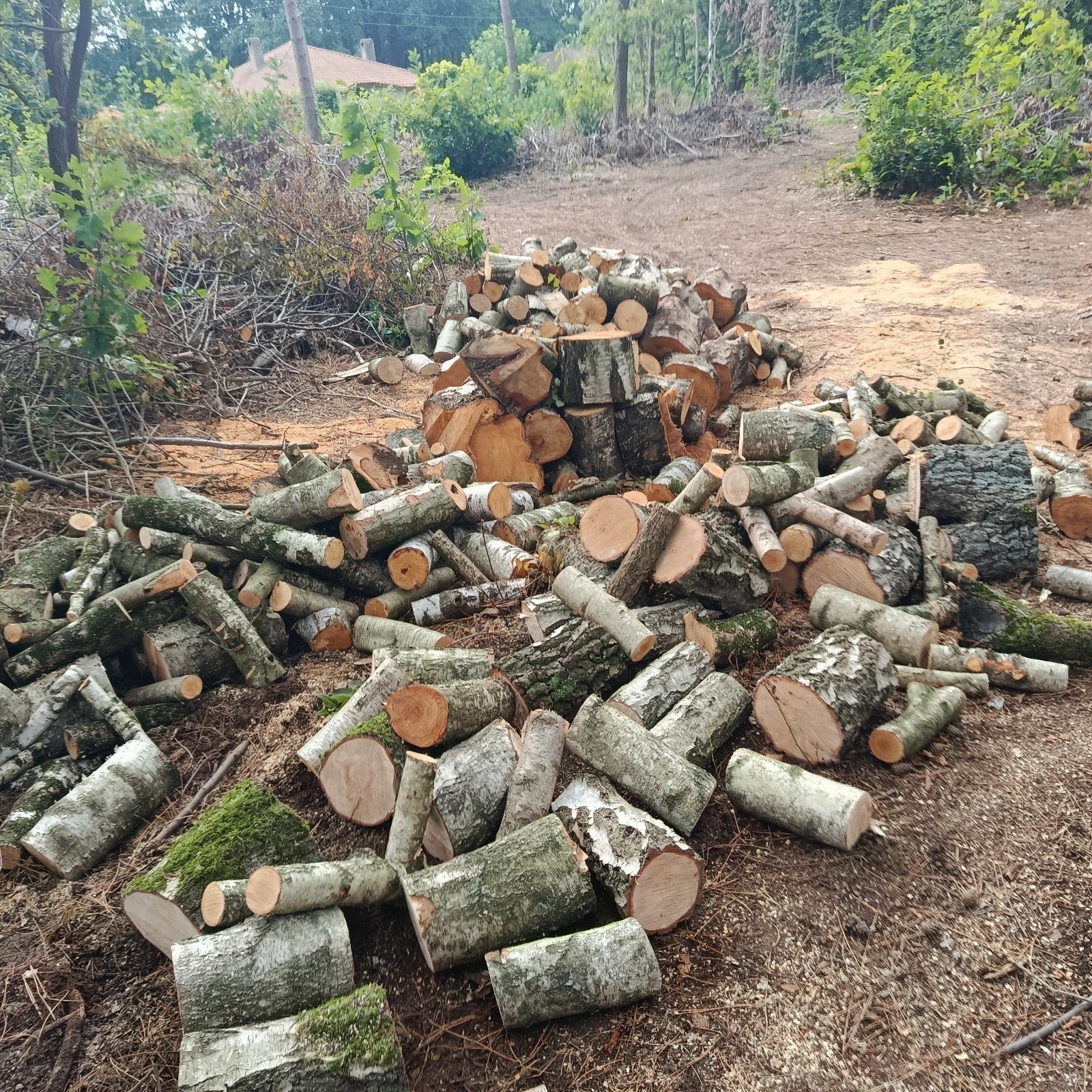 Brandhout berk blokken, Enlèvement, Bûches
