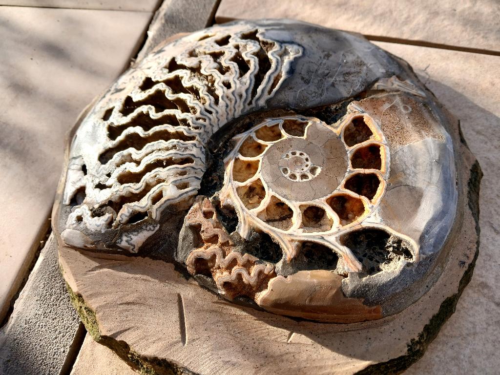 30cm ammonite anatomic prepaired skeleton, Collections, Envoi, Fossile