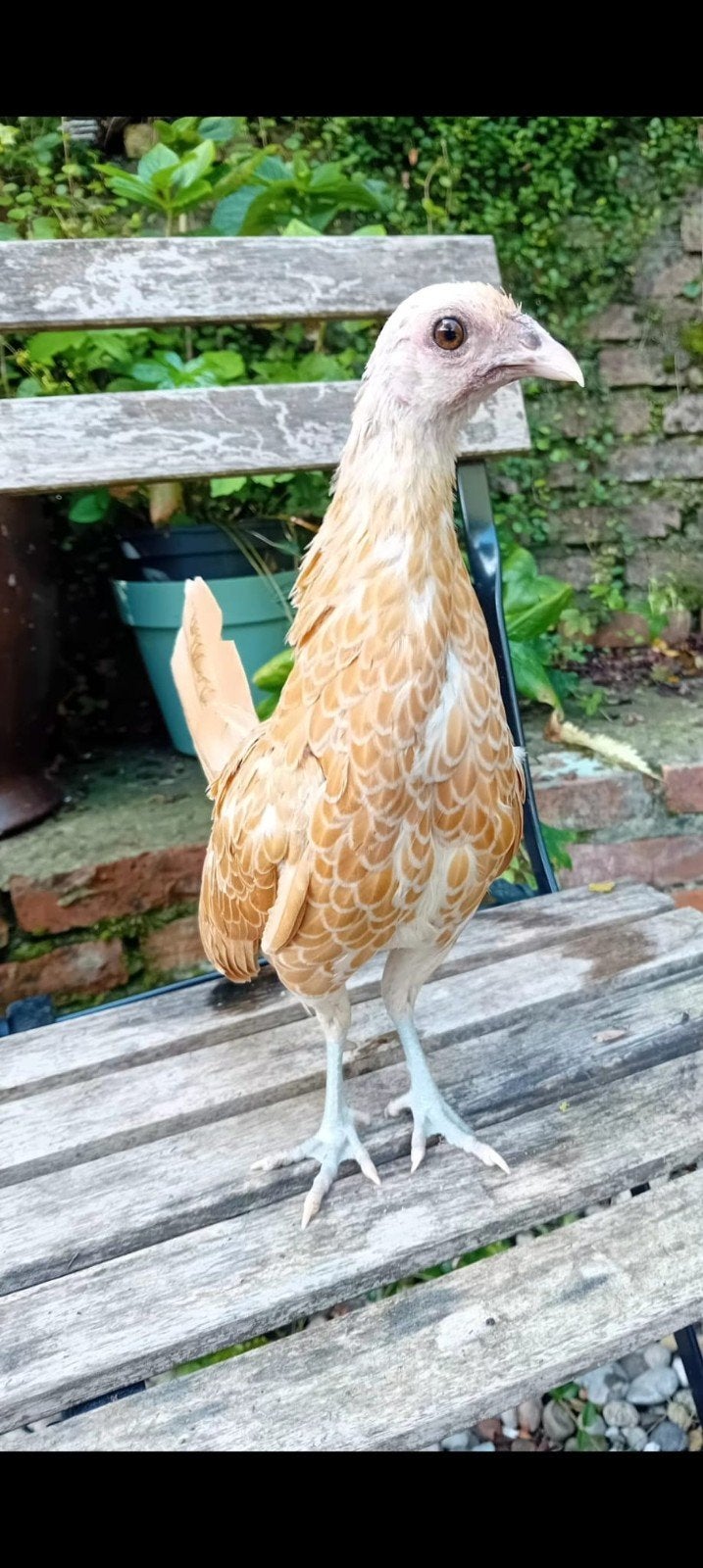 sebright hennen kippen, Dieren en Toebehoren, Vrouwelijk, Kip