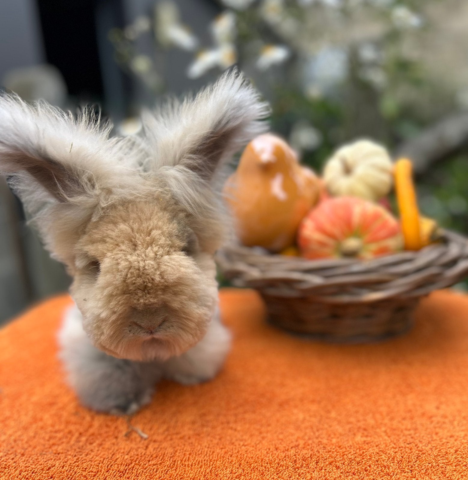 Raszuivere Engelse Angora konijnen, Dieren en Toebehoren, Meerdere dieren, Middelgroot, 0 tot 2 jaar