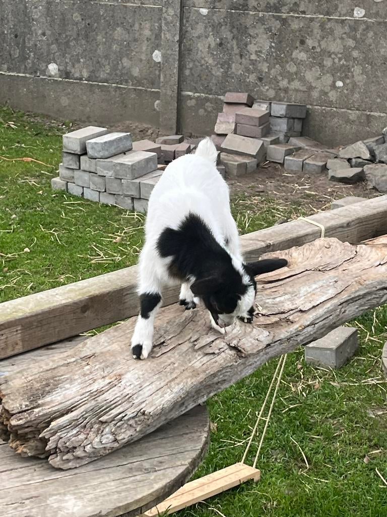 3 mooie lammetjes te koop