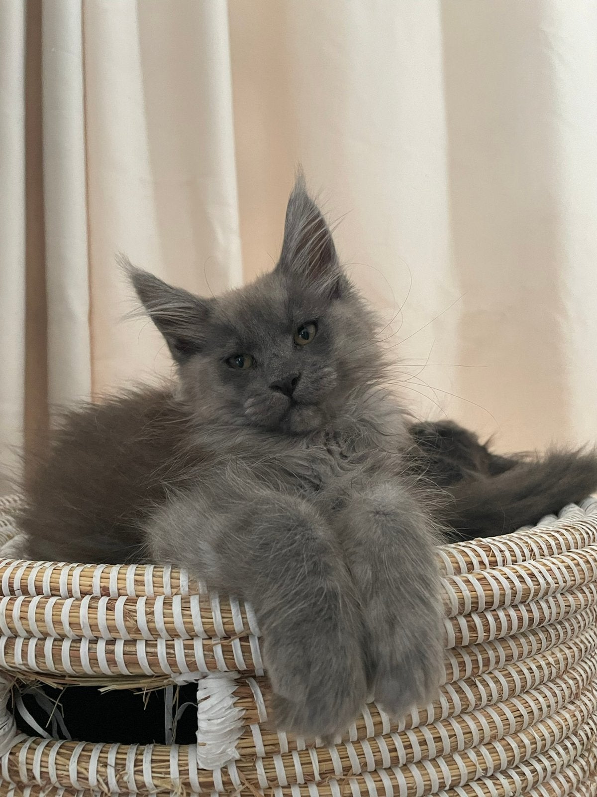 Maine coon kitten beschikbaar, Animaux & Accessoires, Chatte ou Chat, Avec pedigree, 0 à 2 ans