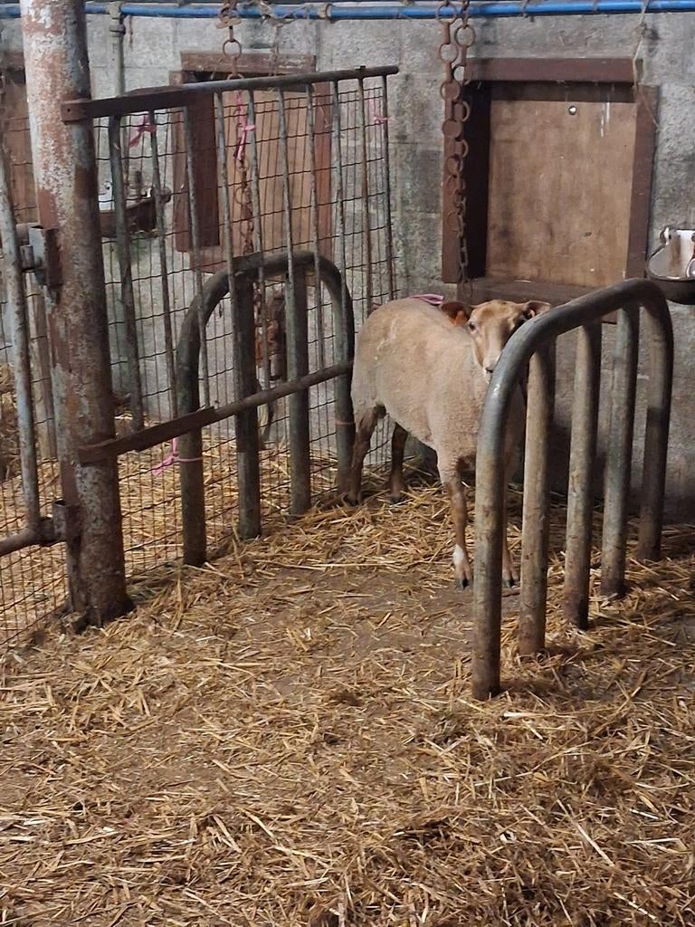 Schaap, Dieren en Toebehoren, Vrouwelijk, Schaap, 0 tot 2 jaar