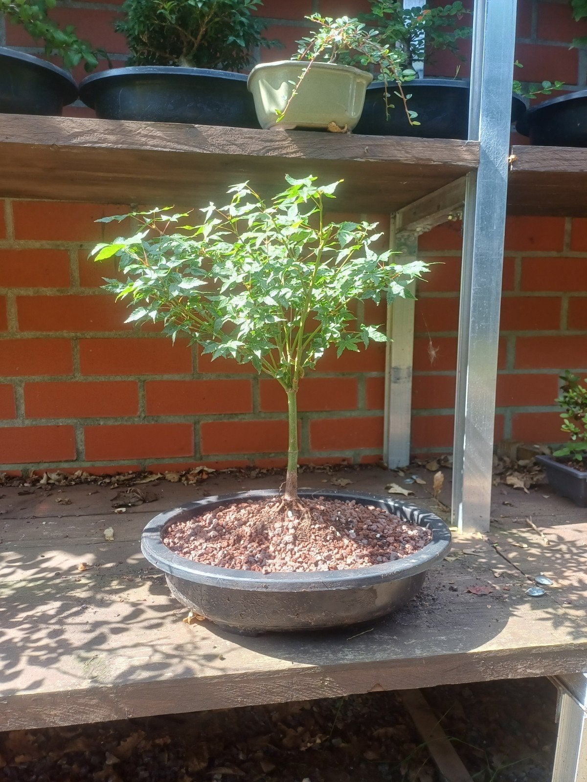 1 acer palmatum pre bonsai, Ophalen