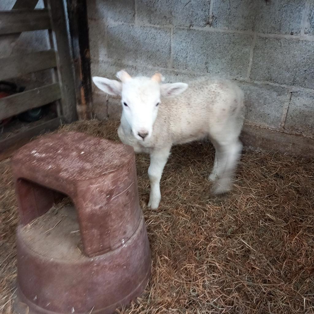 Lampe à bouteille Wiltshire Horn Ram Lamb