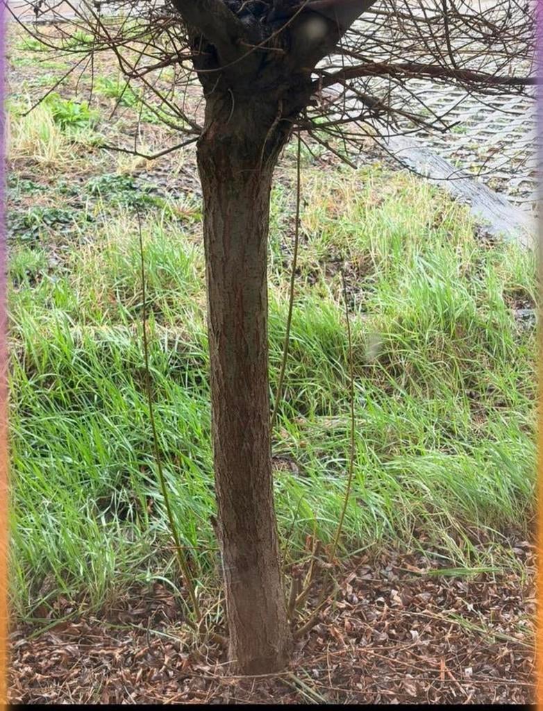 Lindeboompjes, Tuin en Terras, Ophalen, Zo goed als nieuw