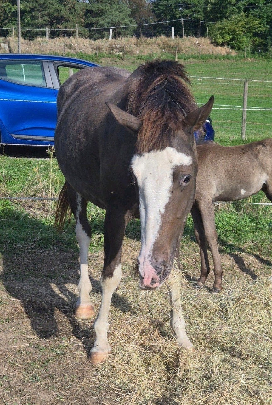 Eycatcher merrie 2,5 jaar Qaurter/Overo, Dieren en Toebehoren, Minder dan 160 cm, 0 tot 2 jaar, Onbeleerd, Merrie