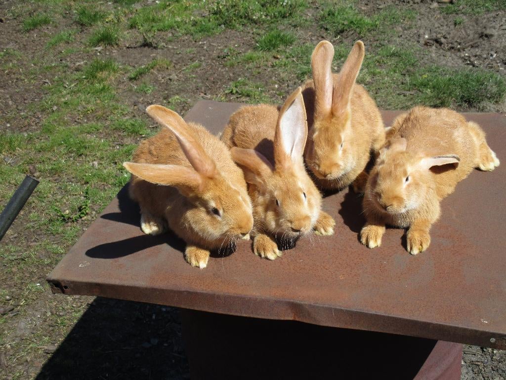 GEEL VLAAMSE REUS, Dieren en Toebehoren, Konijnen, Mannelijk, Groot, 0 tot 2 jaar