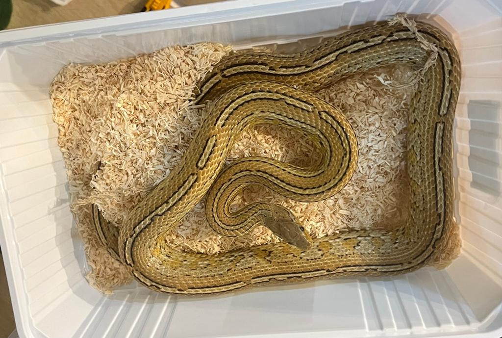Guttatus caramel tessera het palmetto man, 2021, Animaux & Accessoires, Serpent, 3 à 6 ans