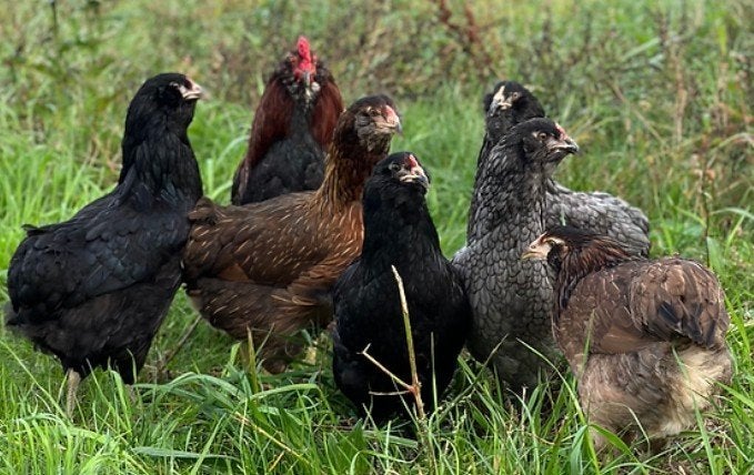 Kleurleggers Eurocana, Marans, Cream Legbar en Araucana, Kip