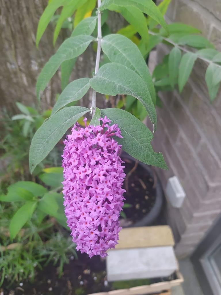 Les buissons à papillons donnent des fleurs violettes et att, Enlèvement