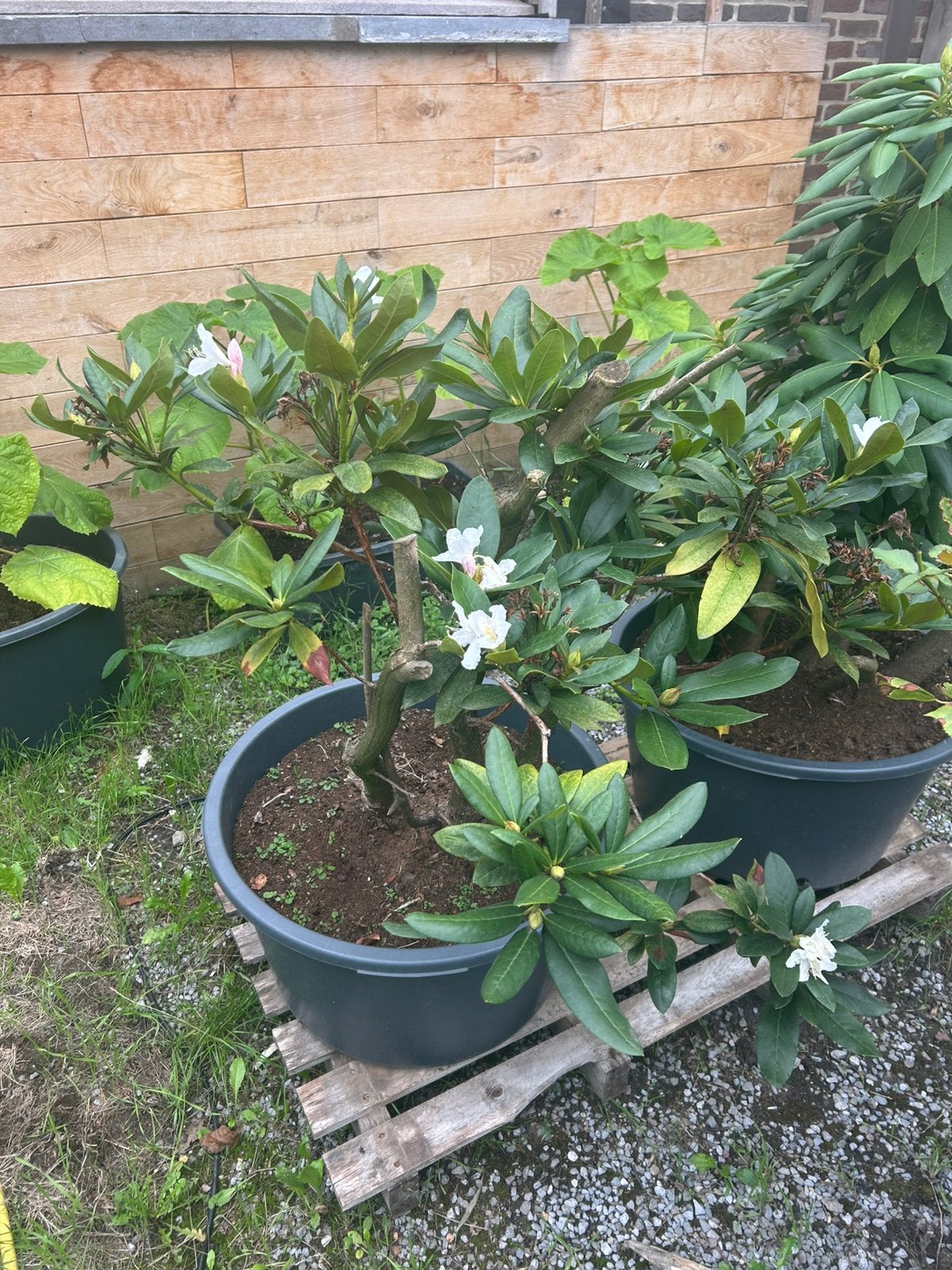 Koppel rhododendrons in kuip, Enlèvement