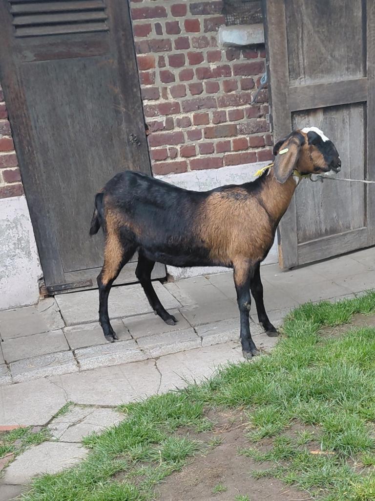 Chèvre nubienne, Animaux & Accessoires, Chèvre