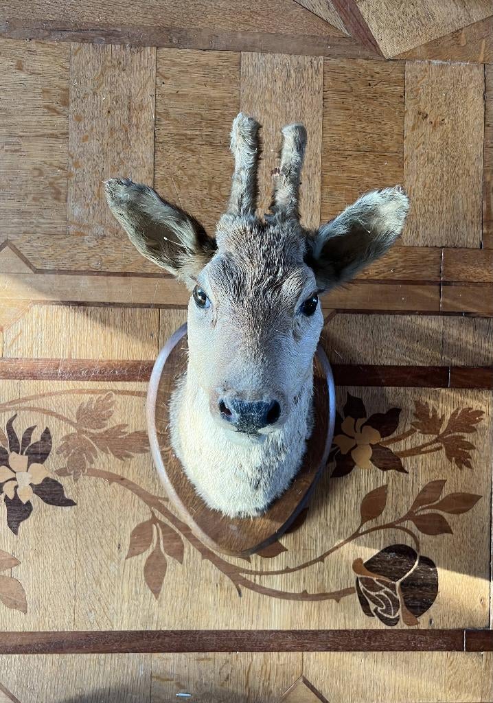 Trophée de chasse chevreuil, Antiek en Kunst, Curiosa en Brocante, Ophalen