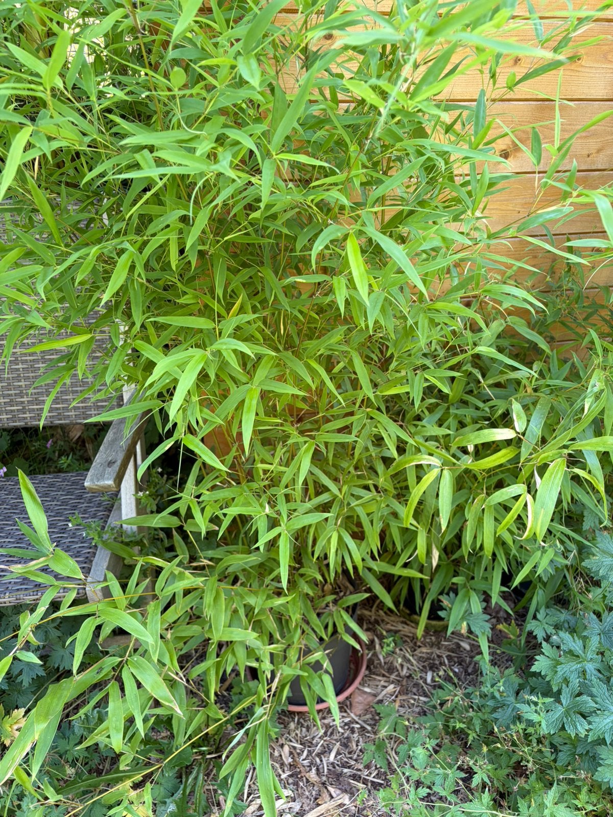 Bamboe plant te koop, Ophalen