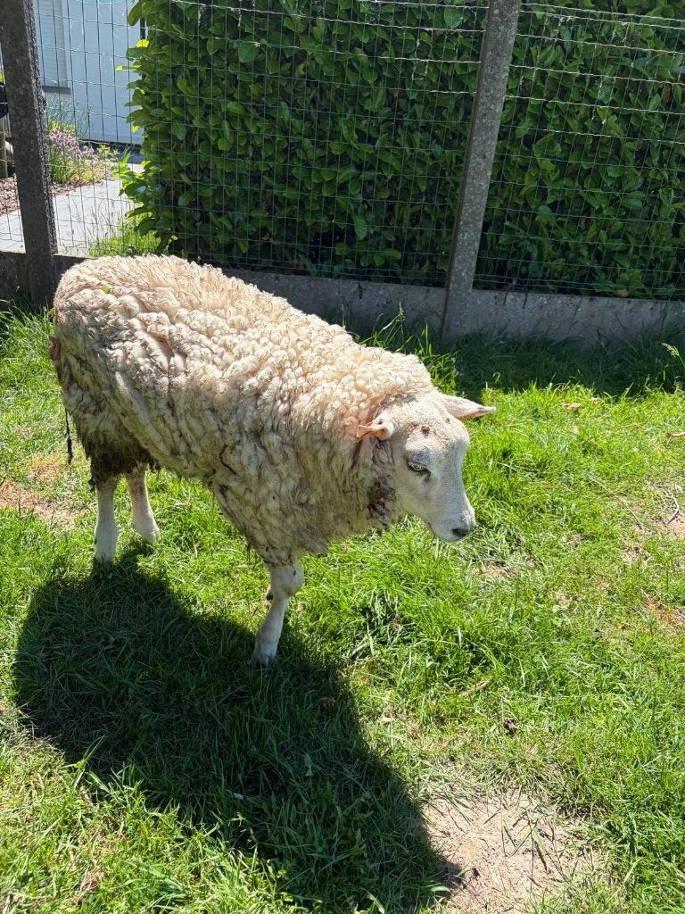 Ram te koop, Mannelijk, Schaap, 3 tot 5 jaar