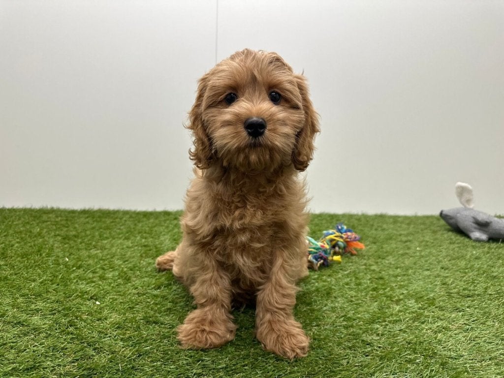 Cockapoo pups (F1), België, 8 tot 15 weken, Parvo, Meerdere