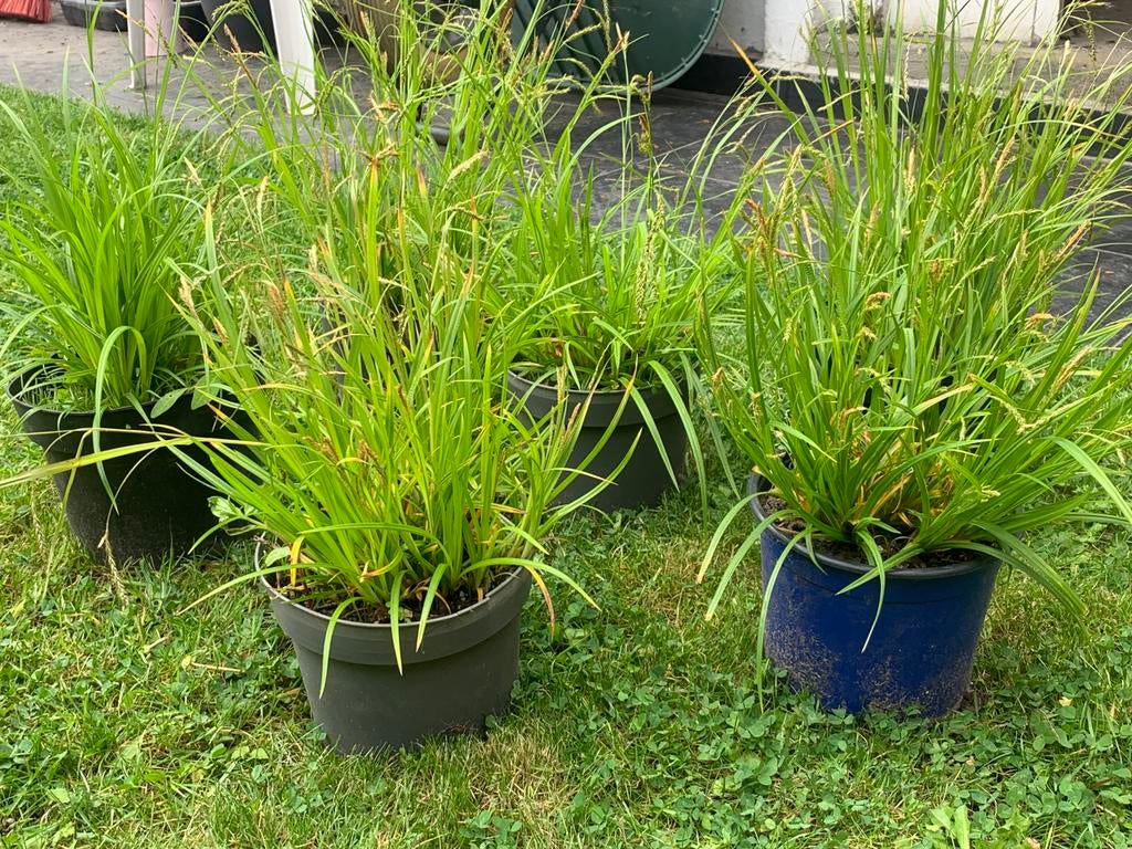 Siergrassen, Tuin en Terras, Planten | Tuinplanten, Siergrassen, Zomer, Ophalen