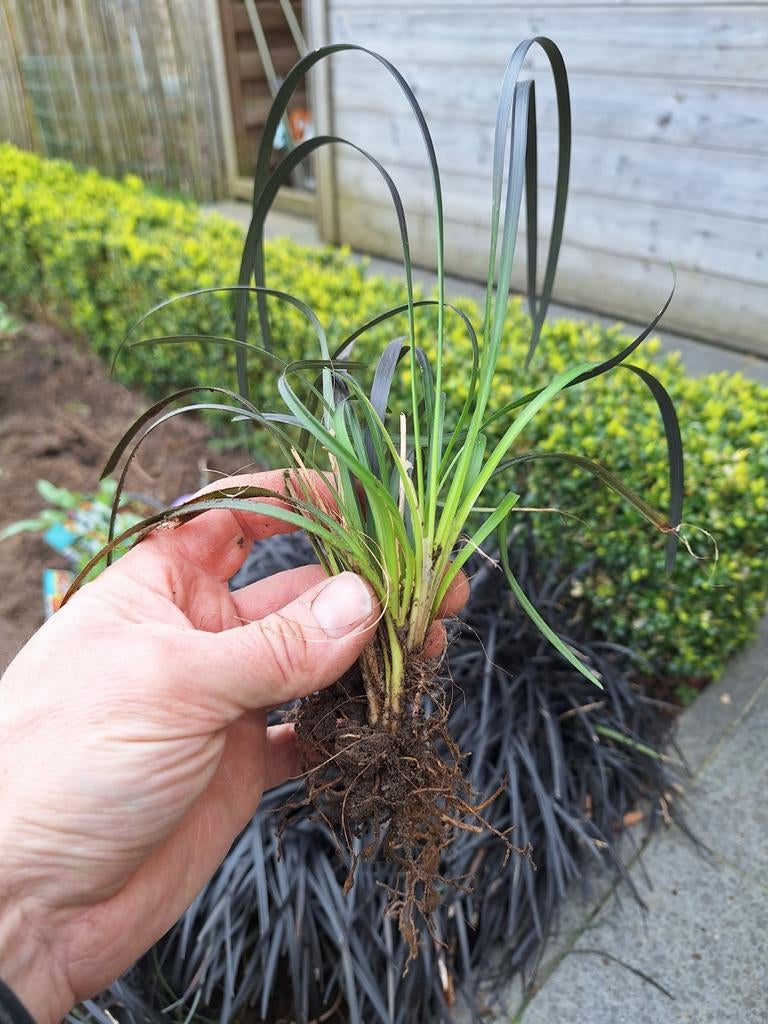 Slangenbaard zwart( ophiopogon planiscapus'niger'), Tuin en Terras, Ophalen
