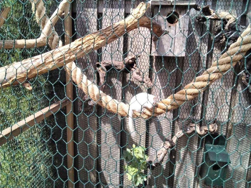 WITTE WANGZAK EEKHOORNS, Dieren en Toebehoren, Knaagdieren en Konijnen | Toebehoren, Ophalen