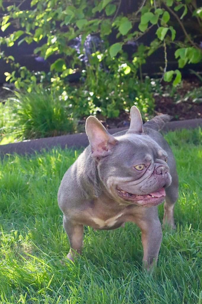 Franse buldog, België, Fokker | Hobbymatig, Teef, Eén hond