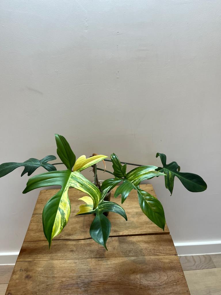 Philodendron Florida Beauty, Huis en Inrichting, Kamerplanten, Verzenden