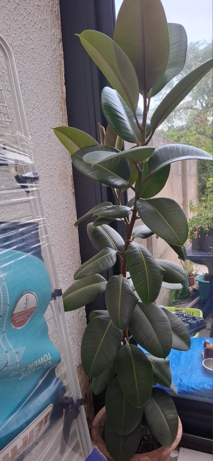 Ficus elastica +/- 160cm hoog kamerplant, Ophalen, Ficus