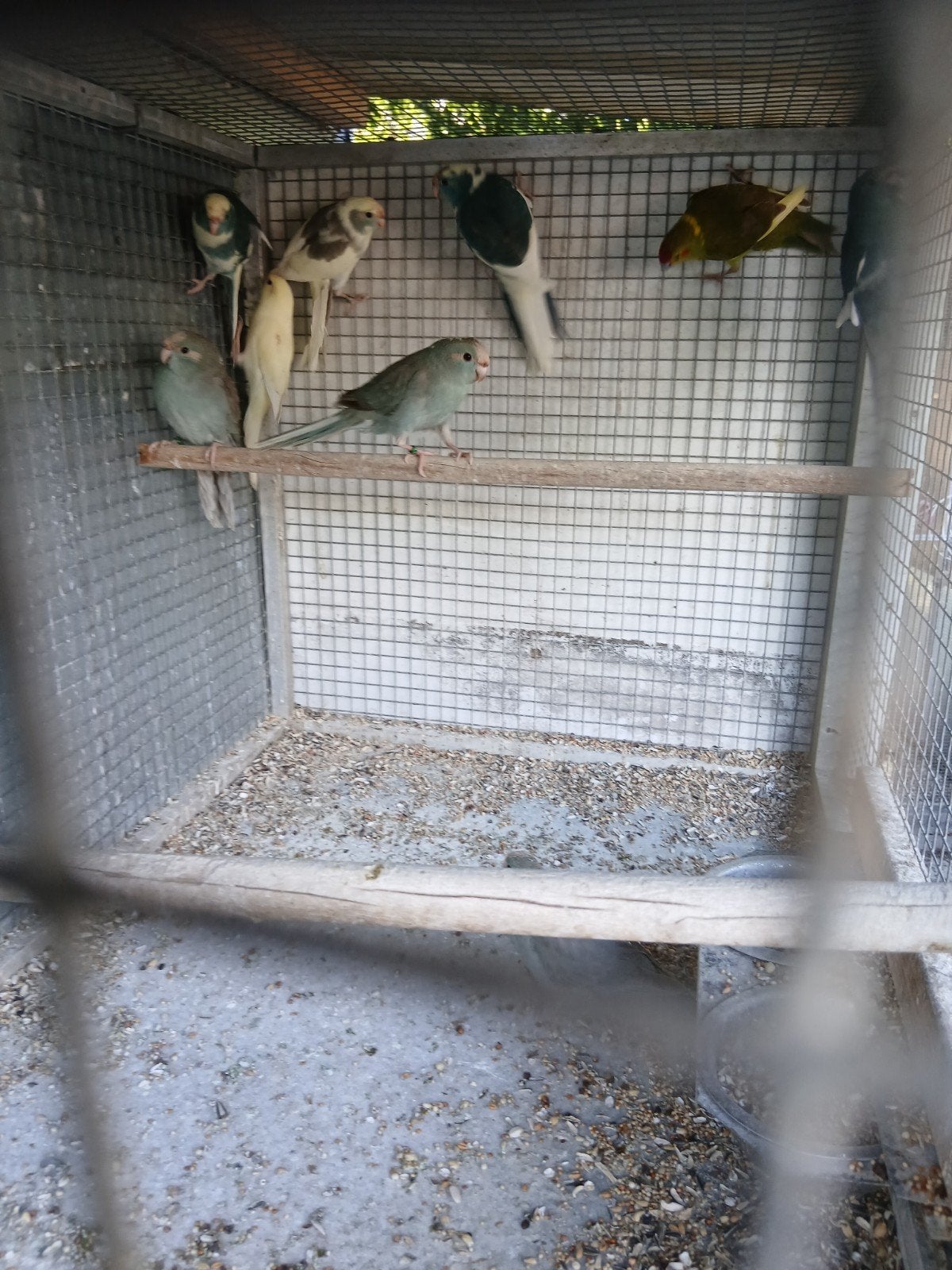 kakariekis, Animaux & Accessoires, Oiseaux | Perruches & Perroquets, Bagué