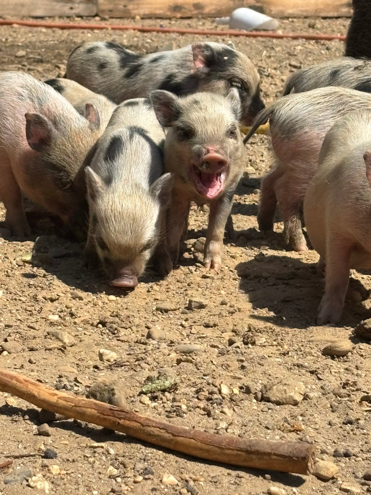 Biggen/big, Dieren en Toebehoren, Meerdere dieren, Varken, 0 tot 2 jaar