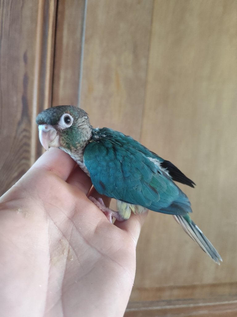 Conure molinae eam