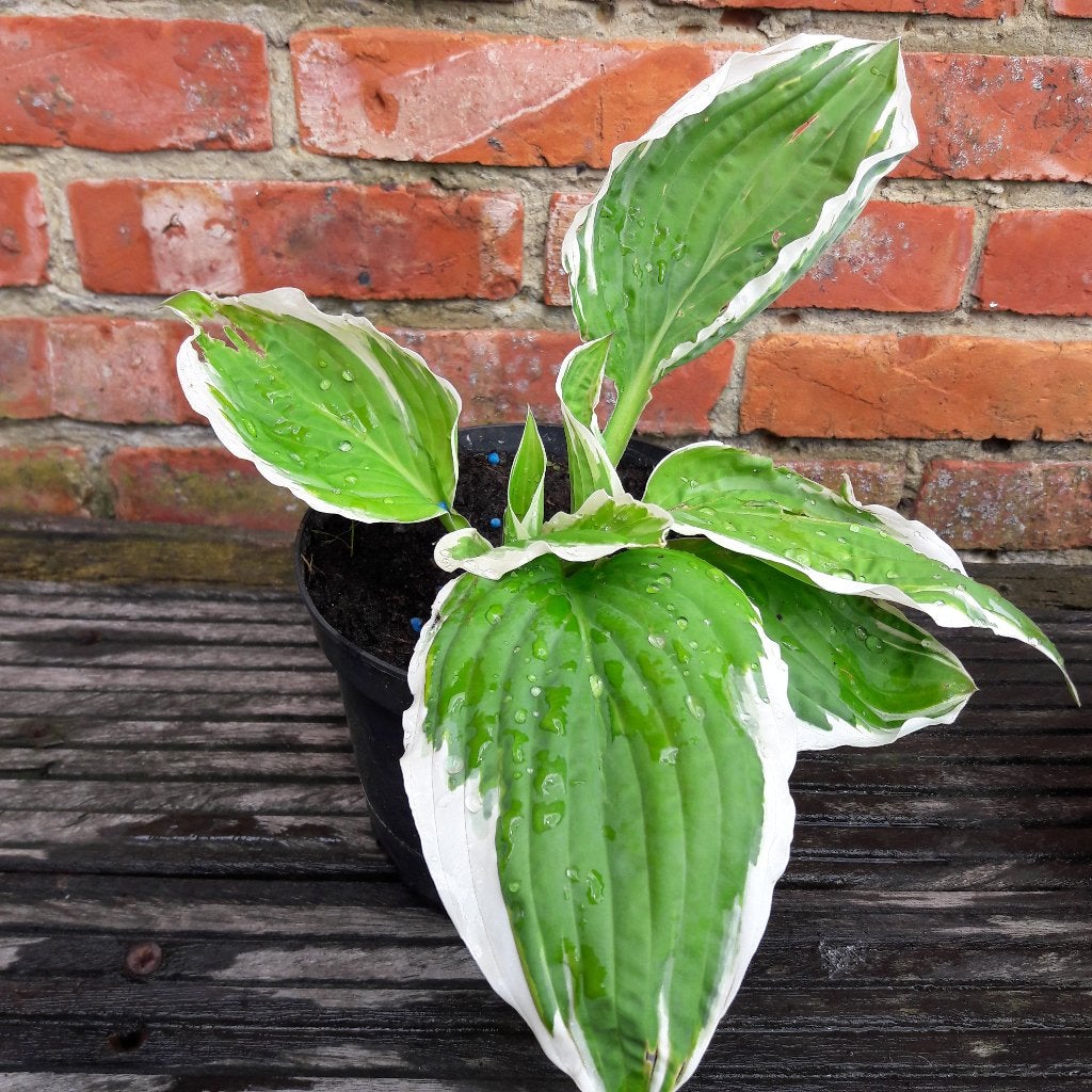 Hosta vaste plant, Tuin en Terras, Ophalen, Vaste plant