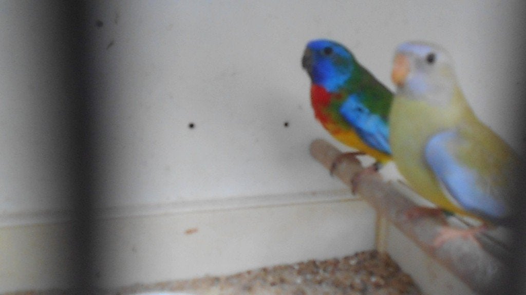 SPLENDIDE couple jeune, Plusieurs animaux, Perruche, Bagué