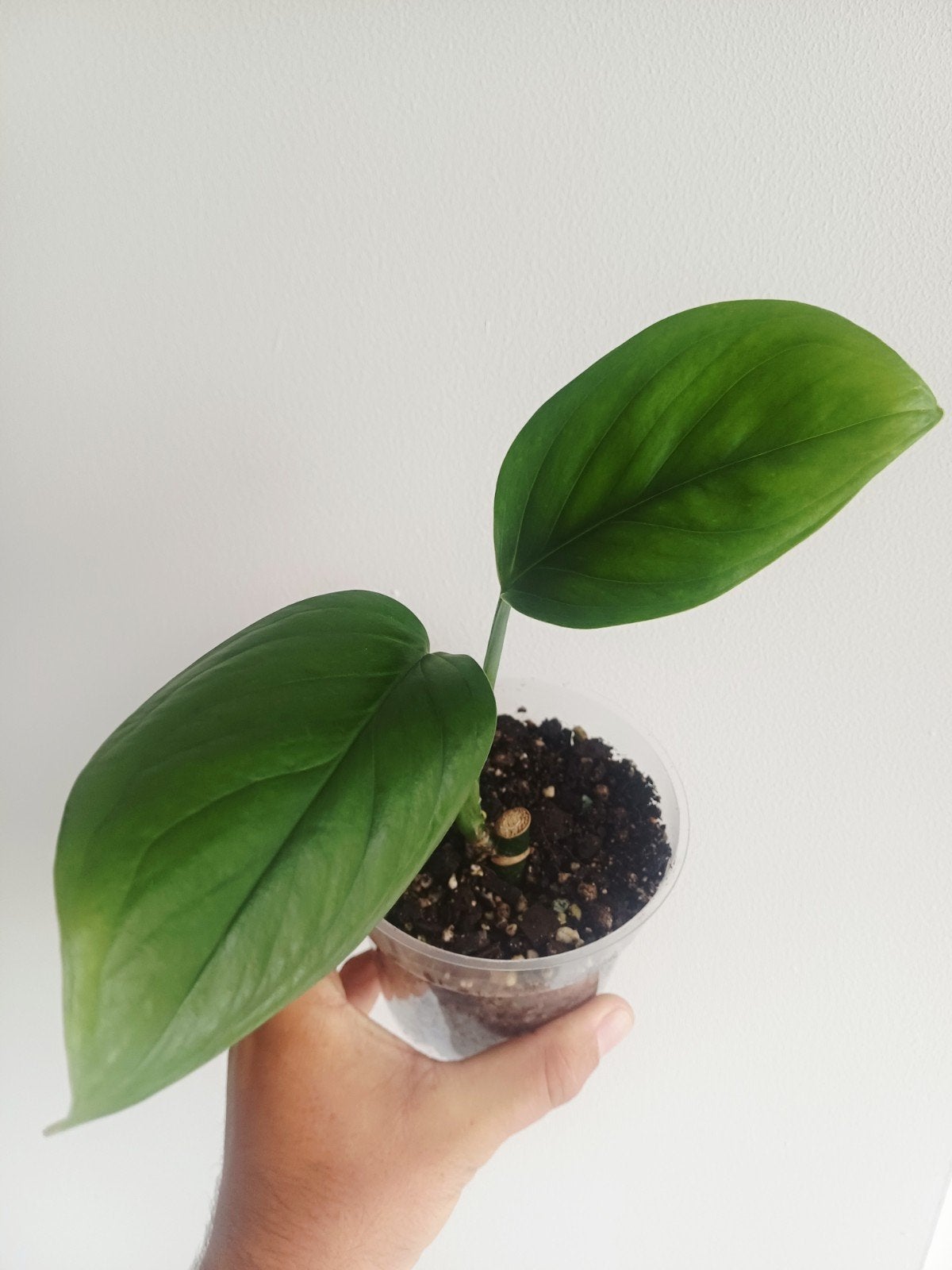 Monstera Lechleriana, Autres espèces, En pot, Enlèvement ou Envoi, Moins de 100 cm