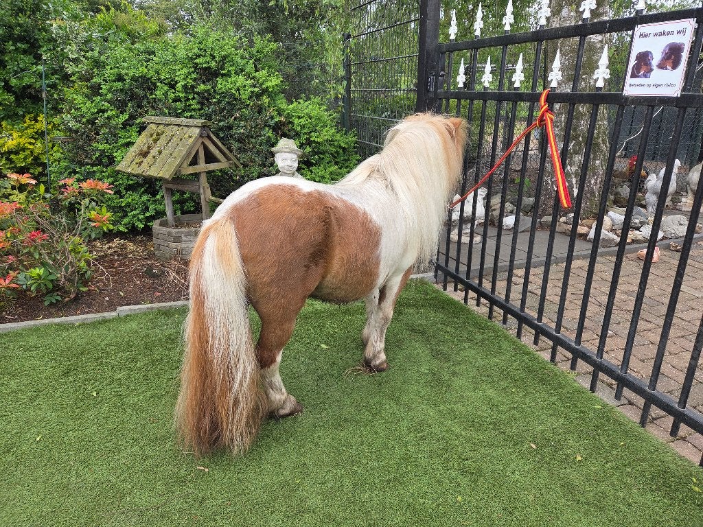 SUPERRRR mooi vos platenbont dekhengstje 82cm, Étalon