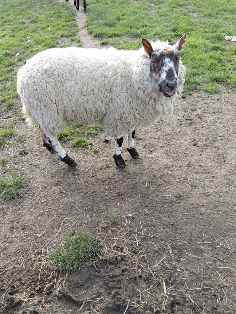 Moutons, Femelle, Mouton